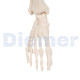 Human Skeleton 18 Mini